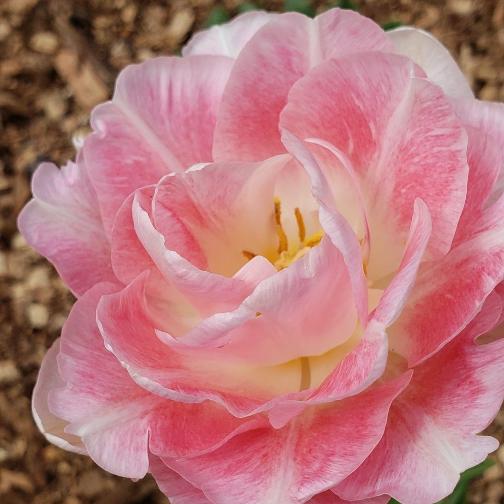 Meet your Posher, Susan